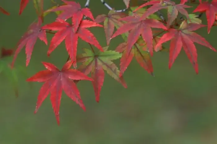 Framed Print : Maple Leaves, Katsura, Kyoto, Japan