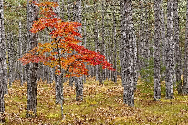 Maple Tree with autumn colors in pine forest, Upper Peninsula of Michigan