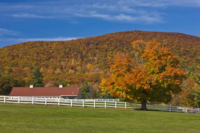 Framed Print : A maple tree in fall at Castle in the Clouds in Moltonborough, New Hampshire