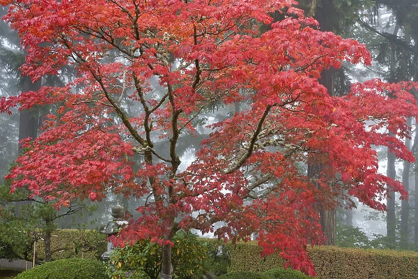 A maple tree in fall color at the Portland Japanese Garden, Oregon