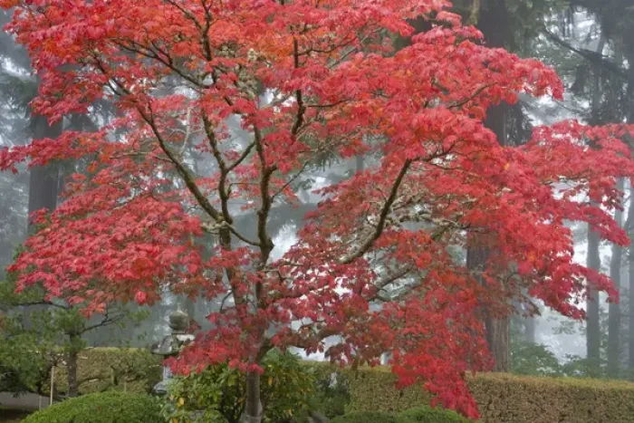 Framed Print : A maple tree in fall color at the Portland Japanese Garden, Oregon