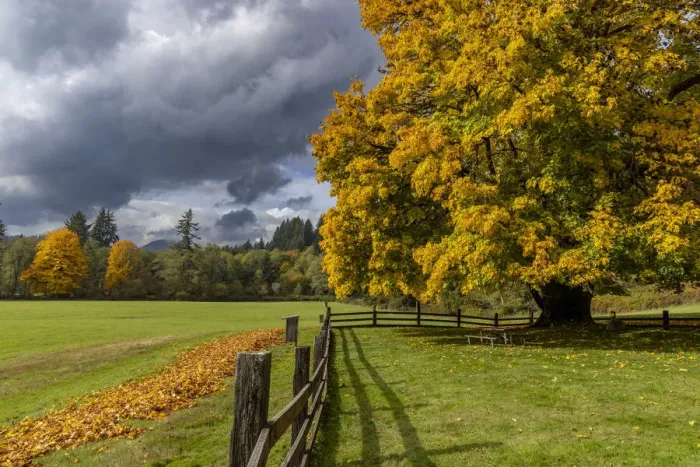Framed Print : Maple tree and fence at Jewell Meadows Wildlife Area near Jewell, Oregon, USA Framed Print : Maple tree and fence at Jewell Meadows Wildlife Area near Jewell, Oregon, USA