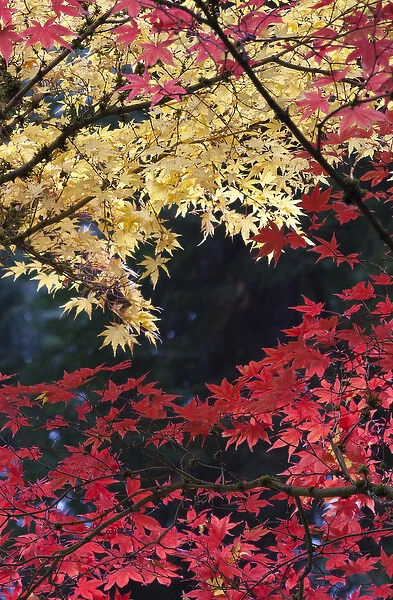Maple trees in autumn color, Portland Japanese Garden, Oregon