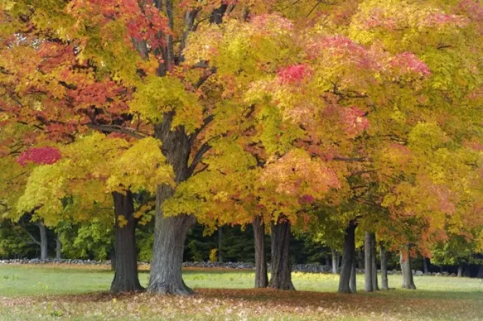 Framed Print : Maple trees in autumn colors, near Concord, Massachusetts Framed Print : Maple trees in autumn colors, near Concord, Massachusetts