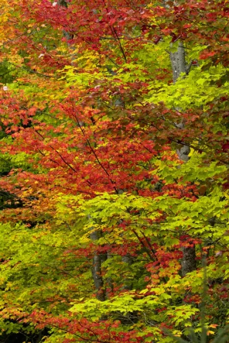 Framed Print : Maple trees in fall color, Hiawatha National Forest, Upper Peninsula of Michigan Framed Print : Maple trees in fall color, Hiawatha National Forest, Upper Peninsula of Michigan