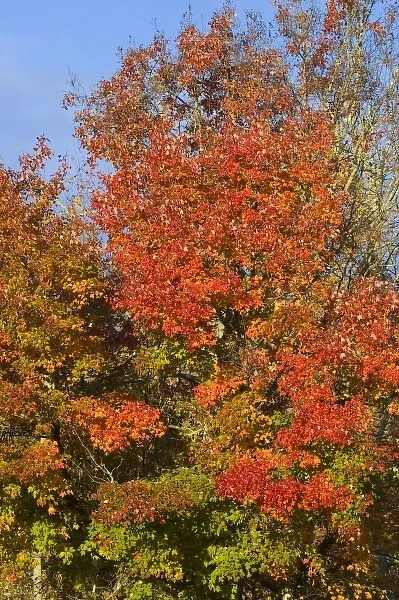 Maple trees turn vibrant red in autumn along the Blue Ridge Parkway near Blowing