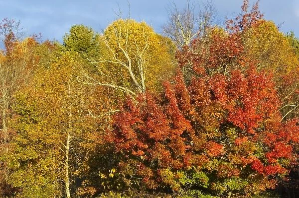 Maple trees turn vibrant red in autumn along the Blue Ridge Parkway near Blowing