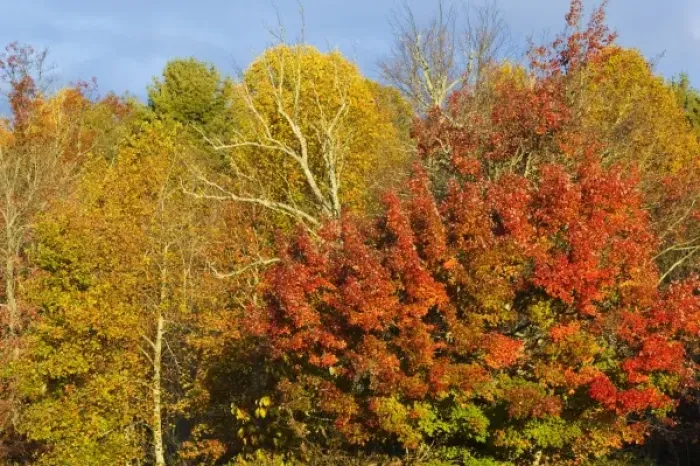 Framed Print : Maple trees turn vibrant red in autumn along the Blue Ridge Parkway near Blowing Framed Print : Maple trees turn vibrant red in autumn along the Blue Ridge Parkway near Blowing