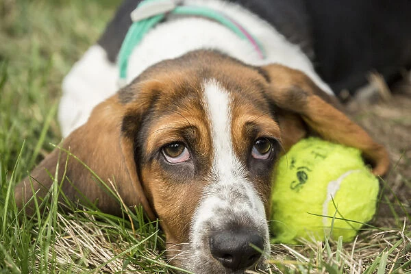 Maple Valley, Washington State, USA. Three month old Basset puppy resting beside her tennis ball