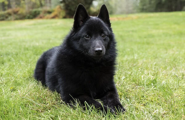 Maple Valley, Washington State, USA. Schipperke puppy reclining in his lawn on a