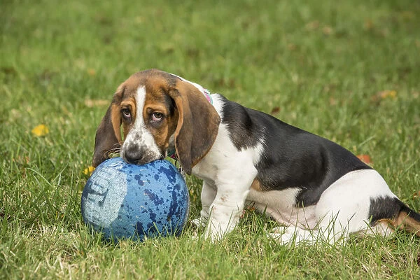 Maple Valley, Washington State, USA. Three month old Basset puppy chewing a kick ball in her yard