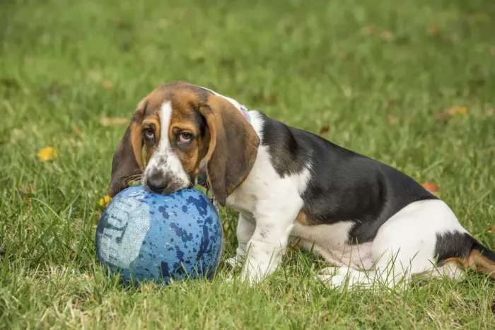 Framed Print : Maple Valley, Washington State, USA. Three month old Basset puppy chewing a kick ball in her yard Framed Print : Maple Valley, Washington State, USA. Three month old Basset puppy chewing a kick ball in her yard
