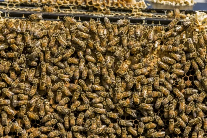 Framed Print : Maple Valley, Washington State, USA. Frames full of worker bees storing honey Framed Print : Maple Valley, Washington State, USA. Frames full of worker bees storing honey