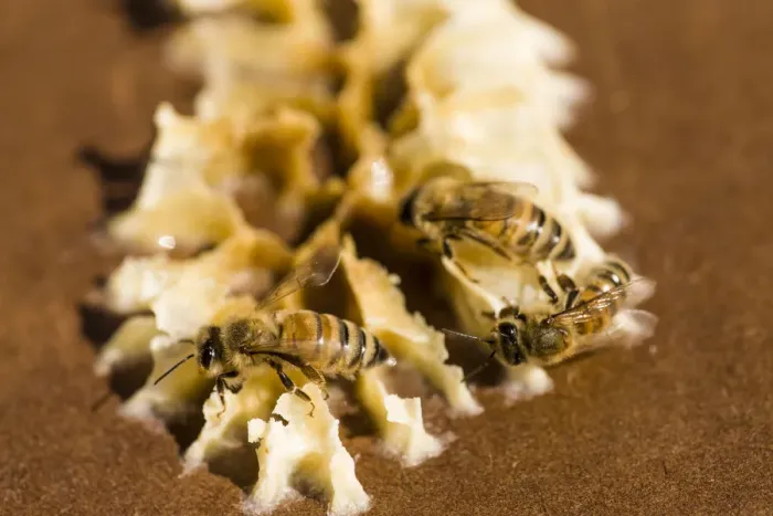 Framed Print : Maple Valley, Washington State, USA. Honeybees on beeswax on the lid of a starter beehive Framed Print : Maple Valley, Washington State, USA. Honeybees on beeswax on the lid of a starter beehive