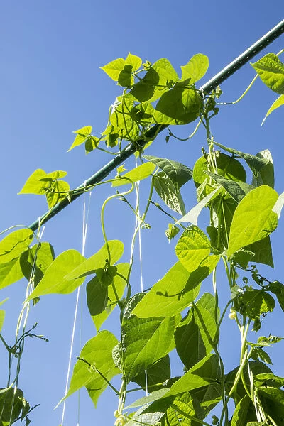 Maple Valley, Washington State, USA. Good Mother Stallard heirloom pole green beans growing on a string trellis
