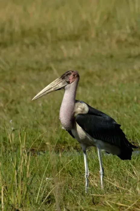 Framed Print : Marabou stork (Leptoptilos crumeniferus) Okavango Delta, BOTSWANA Southern Africa Framed Print : Marabou stork (Leptoptilos crumeniferus) Okavango Delta, BOTSWANA Southern Africa