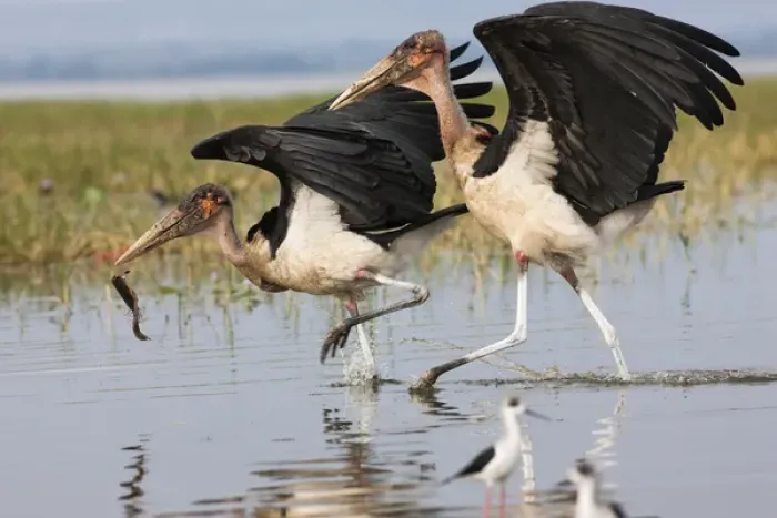 Framed Print : Marabou Storks (Leptoptilos crumeniferus) at the fish market in Awasa. As synanthrope