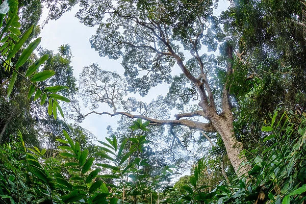Marantaceae forest interior. Odzala-Kokoua National Park