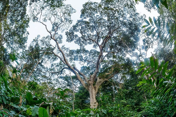 Marantaceae forest interior. Odzala-Kokoua National Park