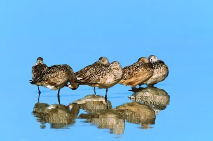 Framed Print : Marbeled Godwits (Limosa fedoa). USA, Florida