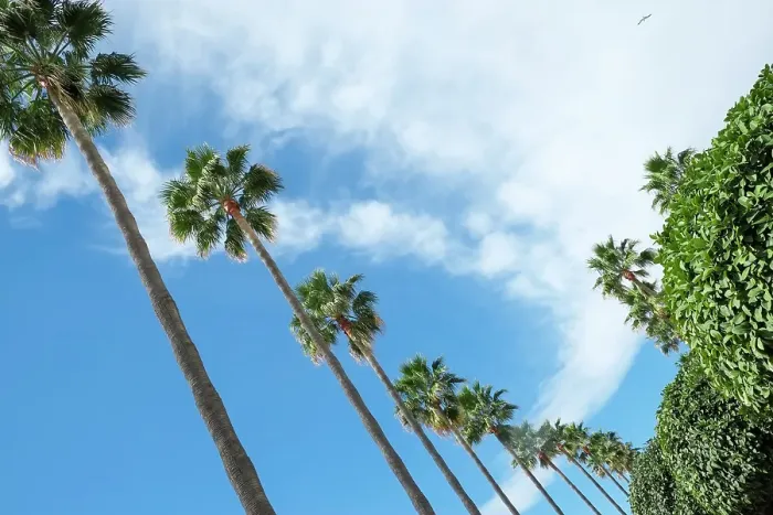 Framed Print : Marbella, Spain. Palm trees and clouds Framed Print : Marbella, Spain. Palm trees and clouds