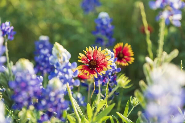 Marble Falls, Texas, USA. Bluebonnet and Indian Blanket wildflowers in the Texas Hill