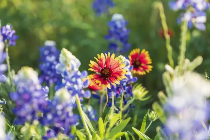 Framed Print : Marble Falls, Texas, USA. Bluebonnet and Indian Blanket wildflowers in the Texas Hill Framed Print : Marble Falls, Texas, USA. Bluebonnet and Indian Blanket wildflowers in the Texas Hill