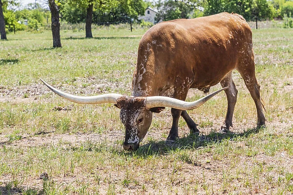 Marble Falls, Texas, USA. Longhorn cattle in the Texas Hill Country