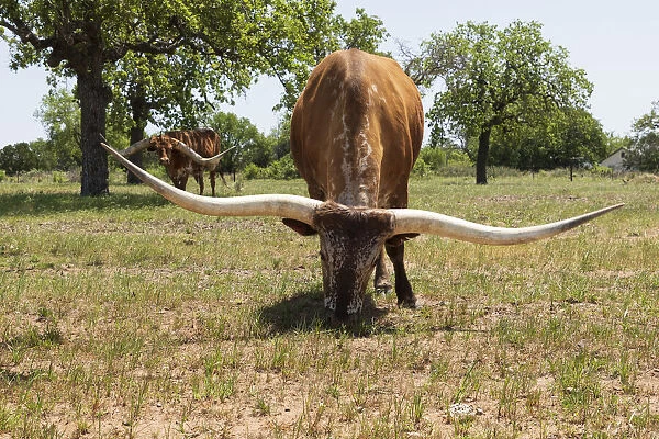 Marble Falls, Texas, USA. Longhorn cattle in the Texas Hill Country