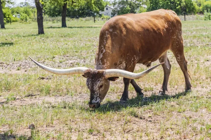 Framed Print : Marble Falls, Texas, USA. Longhorn cattle in the Texas Hill Country Framed Print : Marble Falls, Texas, USA. Longhorn cattle in the Texas Hill Country
