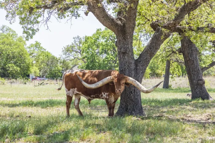 Framed Print : Marble Falls, Texas, USA. Longhorn cattle in the Texas Hill Country Framed Print : Marble Falls, Texas, USA. Longhorn cattle in the Texas Hill Country