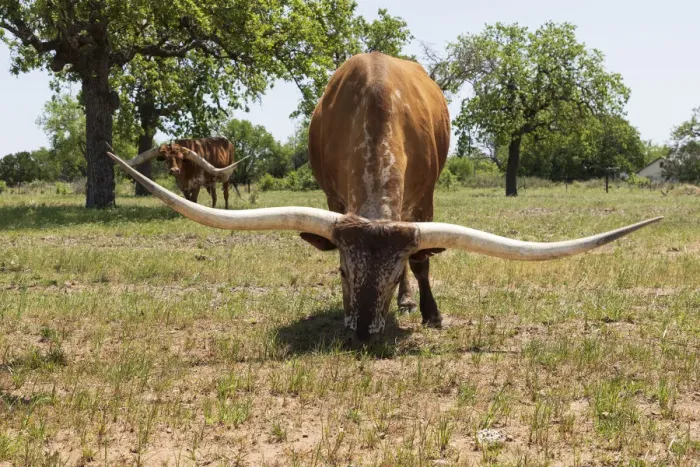 Framed Print : Marble Falls, Texas, USA. Longhorn cattle in the Texas Hill Country Framed Print : Marble Falls, Texas, USA. Longhorn cattle in the Texas Hill Country