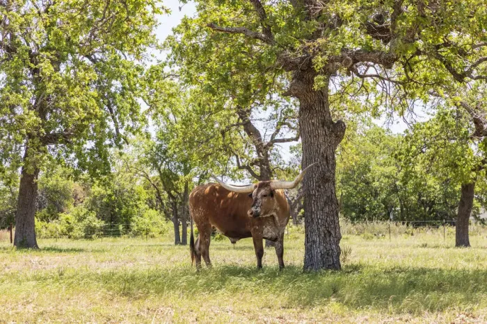 Framed Print : Marble Falls, Texas, USA. Longhorn cattle in the Texas Hill Country Framed Print : Marble Falls, Texas, USA. Longhorn cattle in the Texas Hill Country