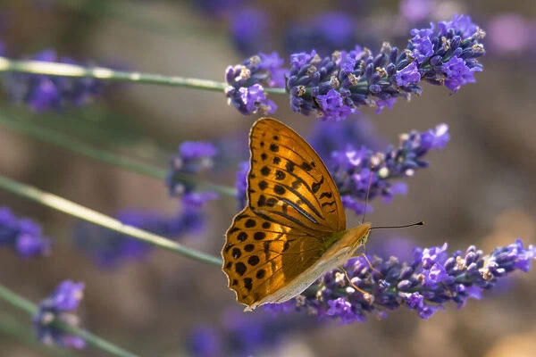 Marbled fritillary butterfly (Brenthis daphne) adult male with wings open on Valensole