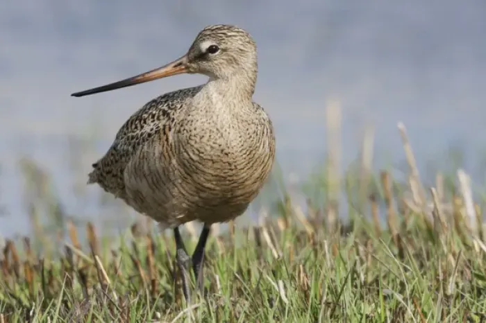 Framed Print : Marbled Godwit Framed Print : Marbled Godwit
