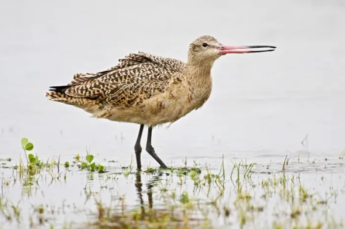 Framed Print : Marbled Godwit (Limosa fedoa) adult feeding in salt marsh on the Texas coast, Gulf Framed Print : Marbled Godwit (Limosa fedoa) adult feeding in salt marsh on the Texas coast, Gulf