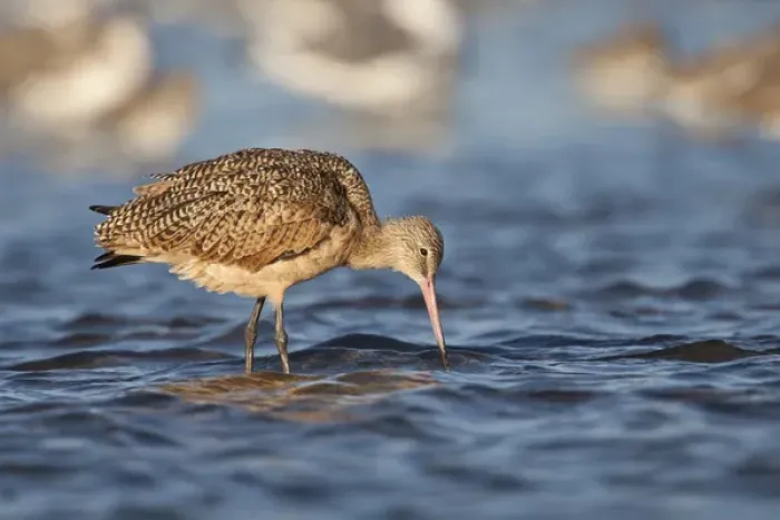 Framed Print : Marbled Godwit (Limosa fedoa) feeding in Laguna Madre, Texas Framed Print : Marbled Godwit (Limosa fedoa) feeding in Laguna Madre, Texas