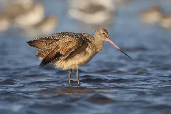 Framed Print : Marbled Godwit (Limosa fedoa) feeding in Laguna Madre, Texas