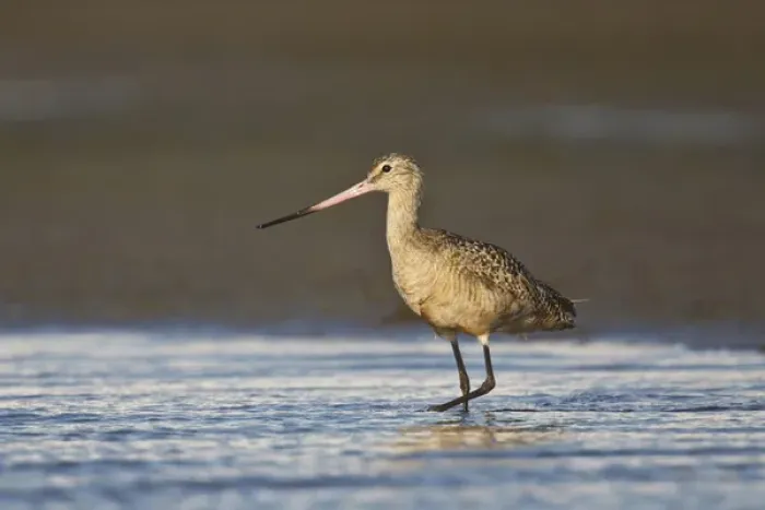 Framed Print : Marbled Godwit (Limosa fedoa) feeding in Laguna Madre, Texas