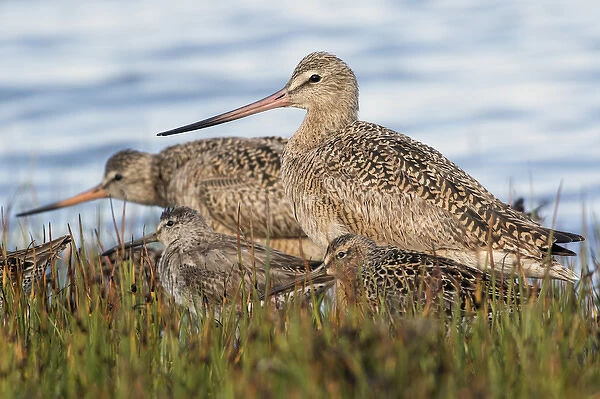 Marbled Godwit & Long-billed Dowitchers