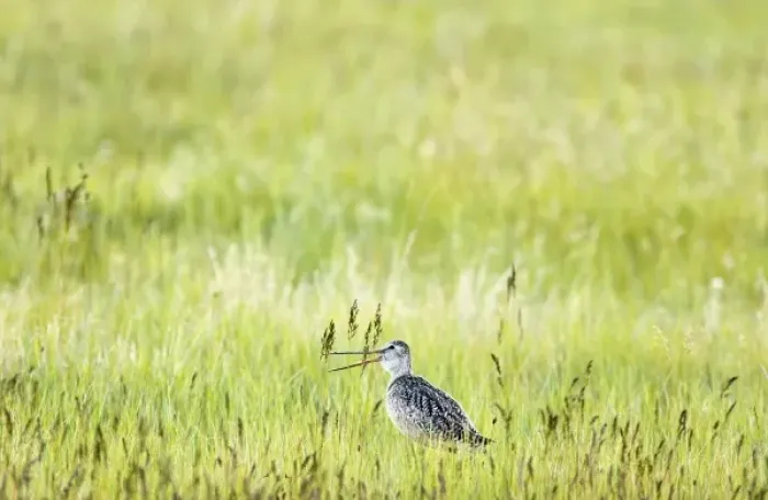 Framed Print : Marbled godwit in prairie grasslands in the Sun River Wildlife Management Area near Augusta Framed Print : Marbled godwit in prairie grasslands in the Sun River Wildlife Management Area near Augusta