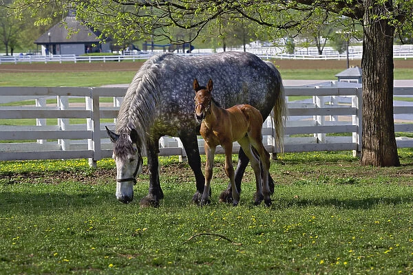 Mare and young colt in paddock, Kentucky Horse Park, Lexington, Kentucky