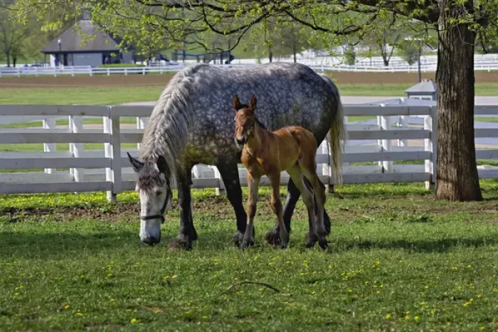 Framed Print : Mare and young colt in paddock, Kentucky Horse Park, Lexington, Kentucky Framed Print : Mare and young colt in paddock, Kentucky Horse Park, Lexington, Kentucky