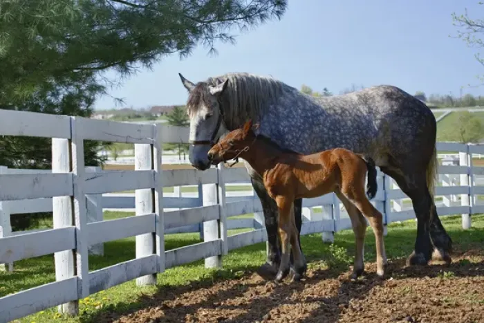 Framed Print : Mare and young colt in paddock, Kentucky Horse Park, Lexington, Kentucky