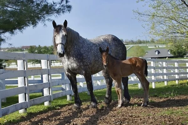 Mare and young colt in paddock, Kentucky Horse Park, Lexington, Kentucky