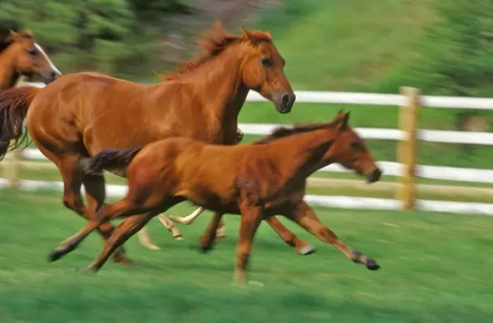 Framed Print : Mares and Colt run in pasture in Montana Framed Print : Mares and Colt run in pasture in Montana