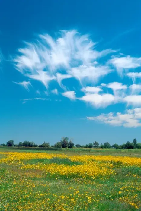 Framed Print : Mares tails clouds over southwest Idaho. weather, clouds, meteorology Framed Print : Mares tails clouds over southwest Idaho. weather, clouds, meteorology