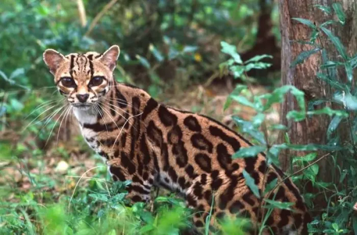 Framed Print : Margay, Leopardus wiedi, Native to Mexico into South America (Wild Cat Rescue)