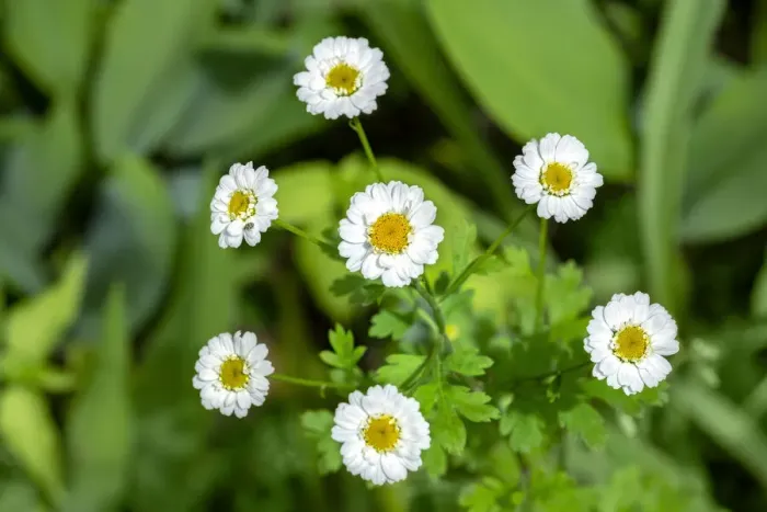Framed Print : Marguerite daisy, USA Framed Print : Marguerite daisy, USA