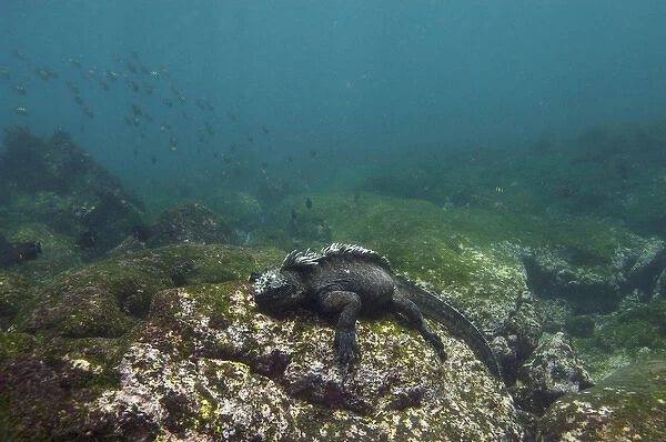 Marine Iguana (Amblyrhynchus cristatus) feeding underwater Cabo Douglas, Fernandina Island